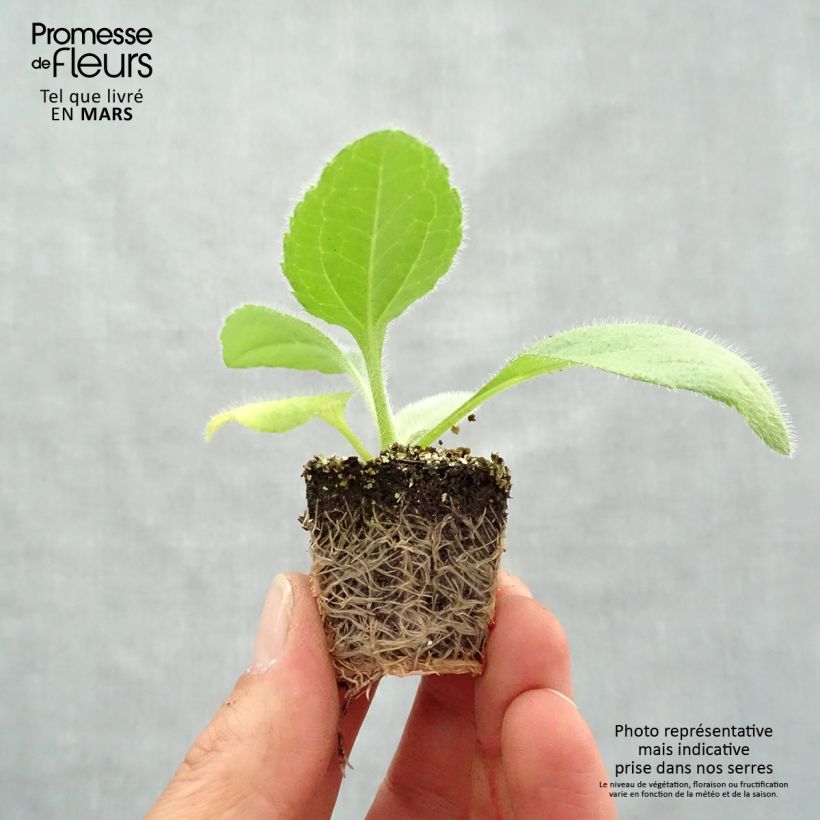 Esimerkki keväällä toimitetusta Päivänhattu Prairie Sun Jardimotte : motte 3,8 cm x 3,2 cm en plaque de culture par 16-taimesta
