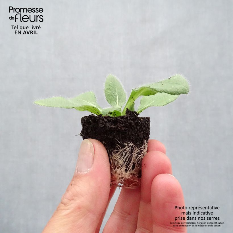 Esimerkki keväällä toimitetusta Päivänhattu Sunbeckia Luna Minipaakku Ø 1,5/2,5 cm-taimesta