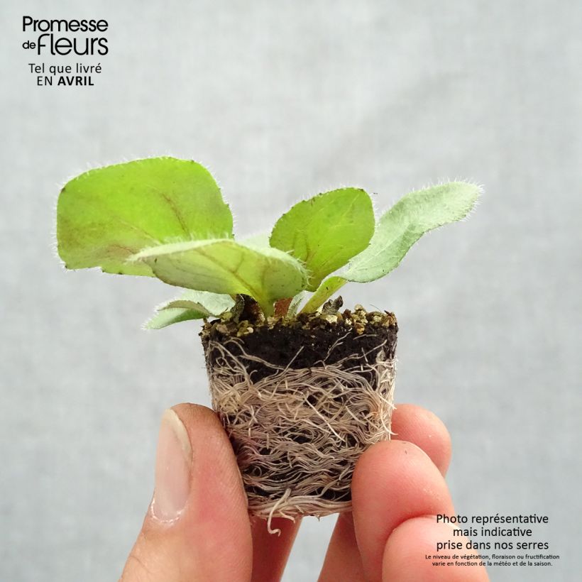 Esimerkki keväällä toimitetusta Päivänhattu Sunbeckia Mia Minipaakku Ø 1,5/2,5 cm-taimesta