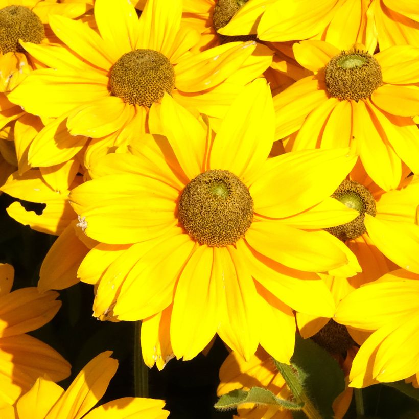 Päivänhattu Sunbeckia Ophelia (Kukinta)