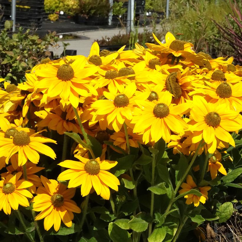 Päivänhattu Sunbeckia Ophelia (Kasvutapa)