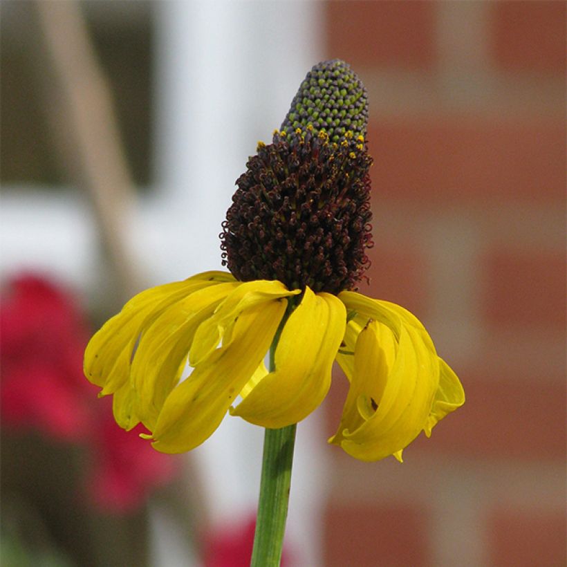 Isopäivänhattu - Rudbeckia maxima (Kukinta)