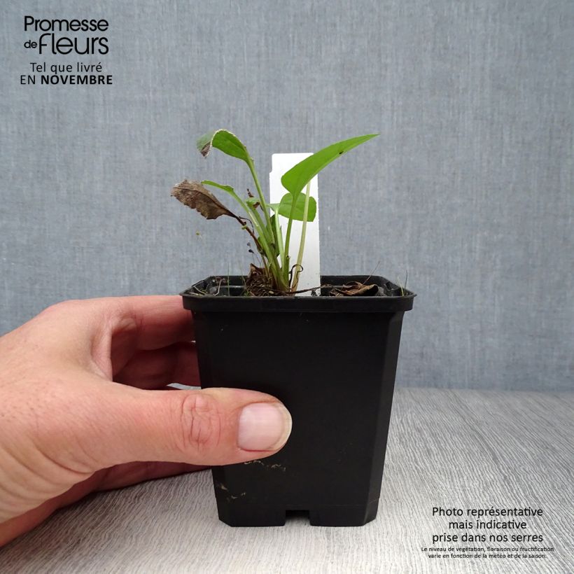 Esimerkki syksyllä toimitetusta Mustapäivänhattu Green Wizard 8/9 cm taimiruukku-taimesta