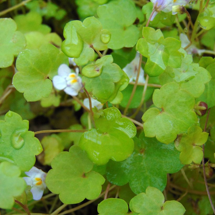 Rauniokilkka - Cymbalaria muralis (Lehvistö)
