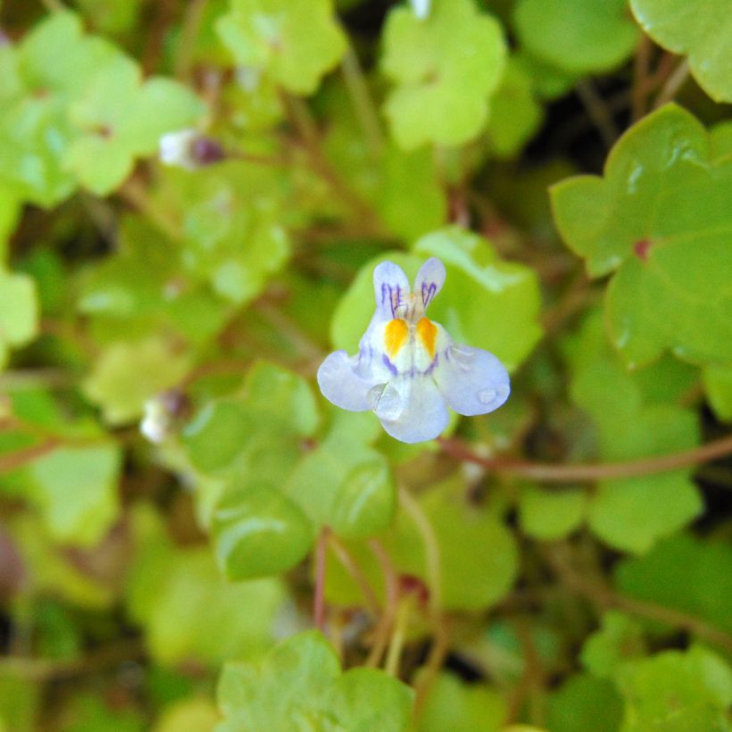 Rauniokilkka - Cymbalaria muralis (Kukinta)
