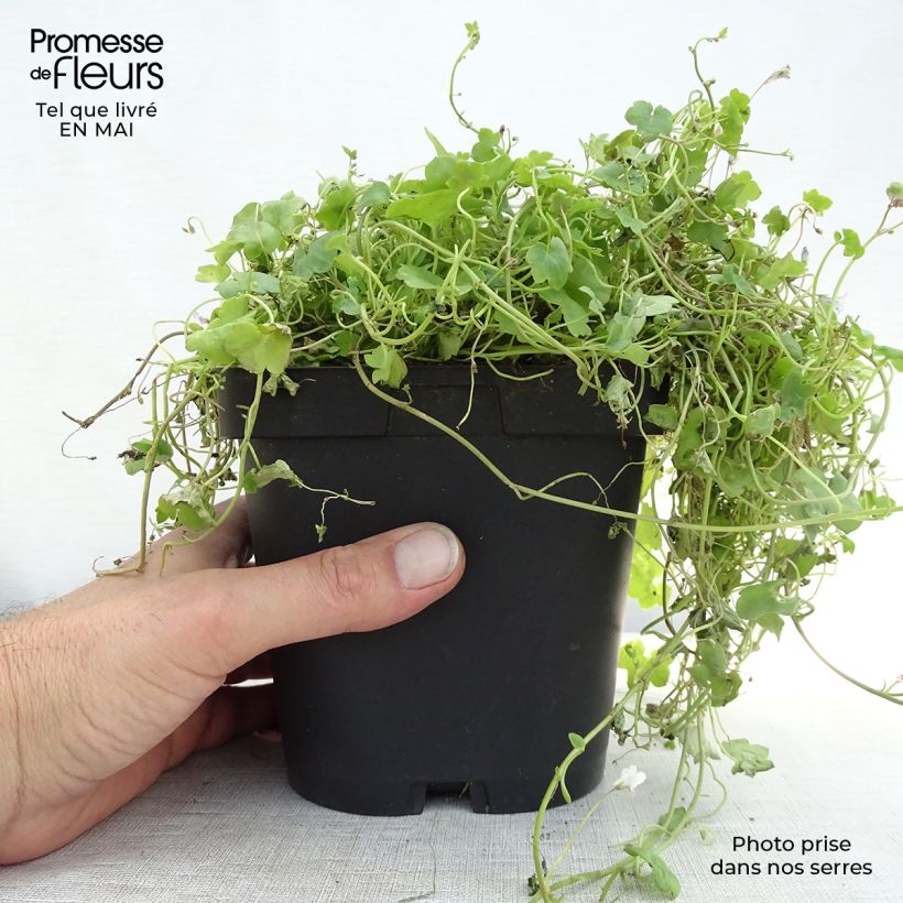 Esimerkki keväällä toimitetusta Rauniokilkka - Cymbalaria muralis Taimiruukku 8/9 cm-taimesta
