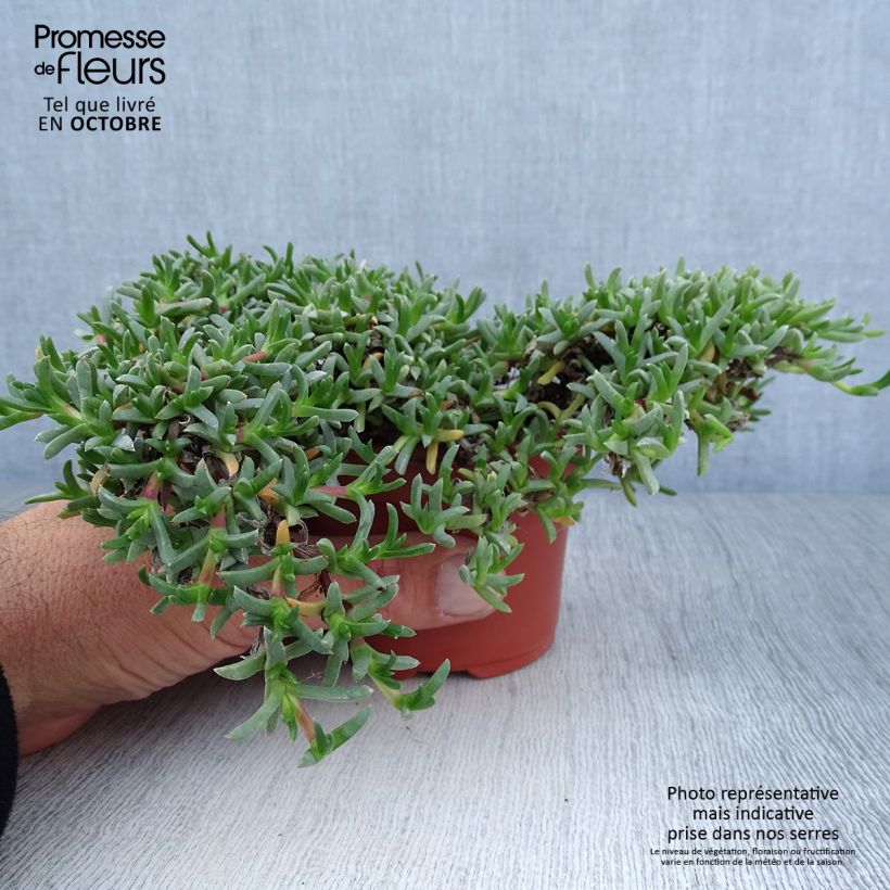 Esimerkki syksyllä toimitetusta Ruschia prostrata 8/9 cm taimiruukku-taimesta