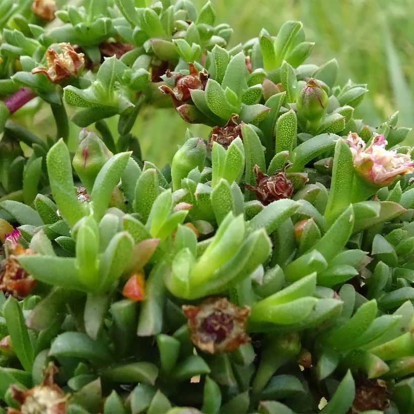 Ruschia prostrata (Lehvistö)