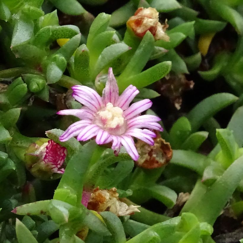 Ruschia prostrata (Kukinta)