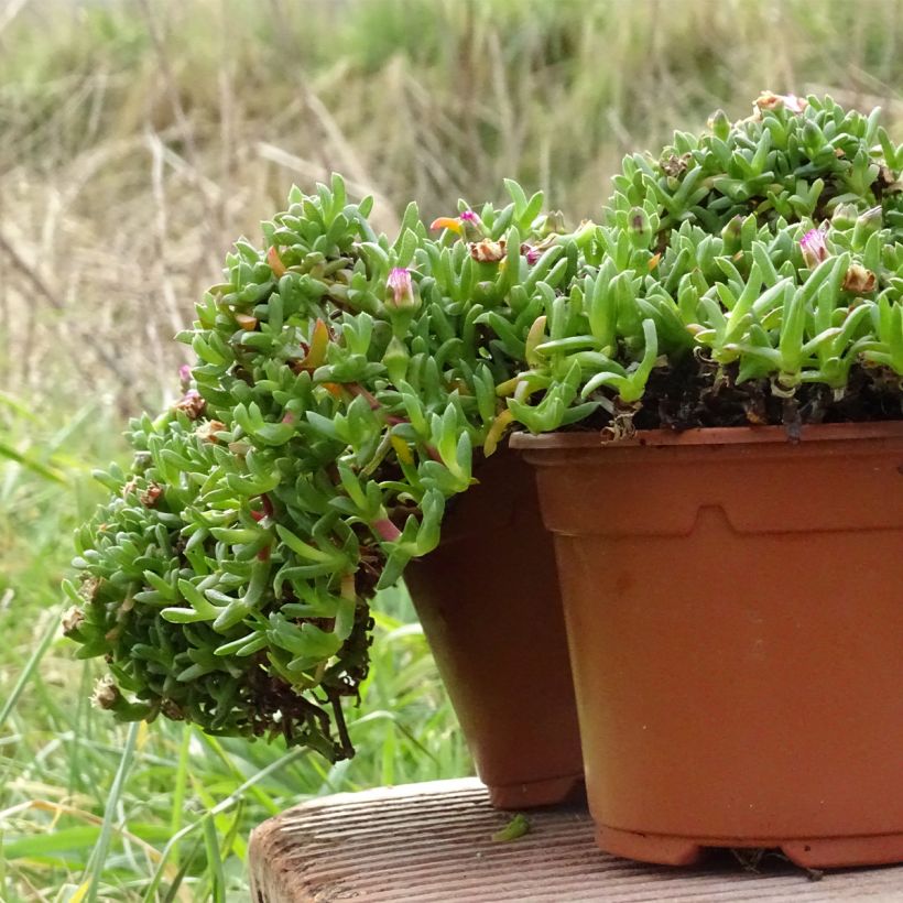 Ruschia prostrata (Kasvutapa)