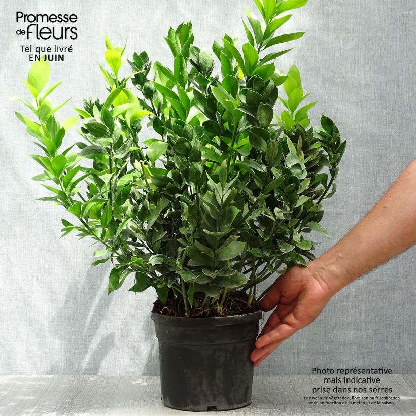 Esimerkki kesällä toimitetusta Isoruskus - Ruscus hypoglossum Ruukku 3L / 4L-taimesta