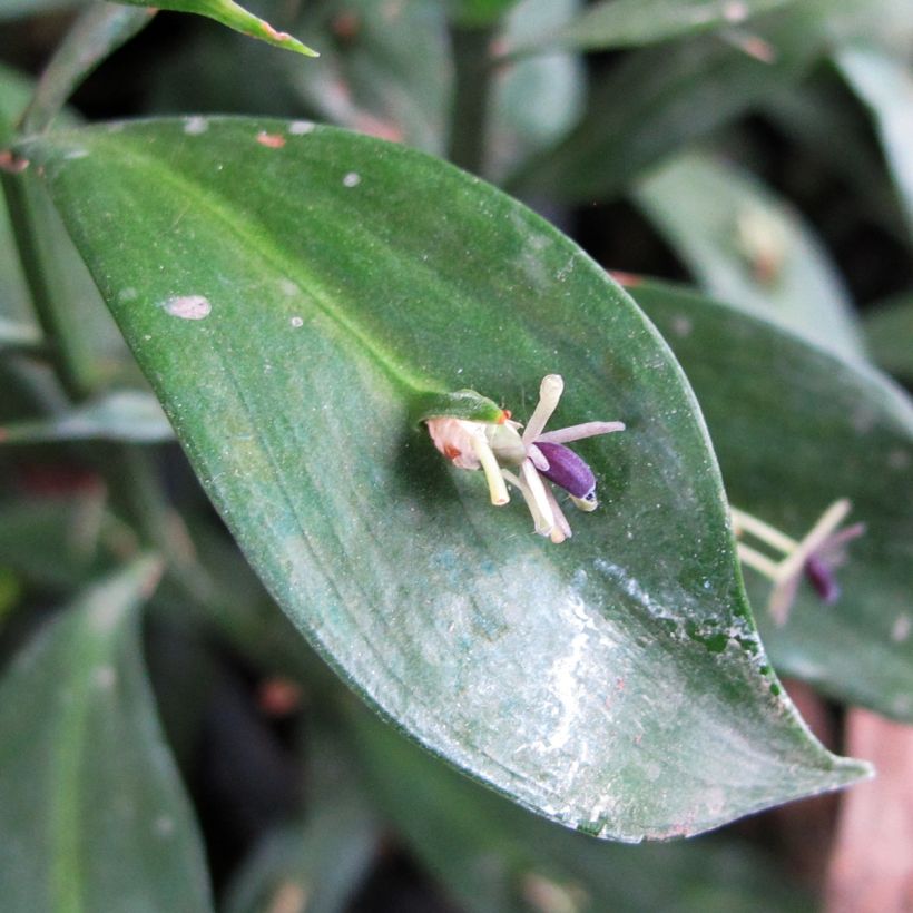Isoruskus - Ruscus hypoglossum (Kukinta)