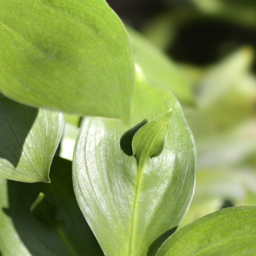 Isoruskus - Ruscus hypoglossum (Lehvistö)