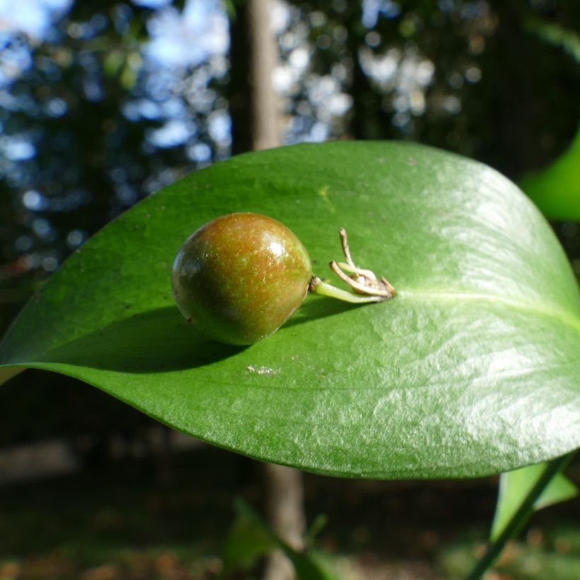 Isoruskus - Ruscus hypoglossum (Sadonkorjuu)
