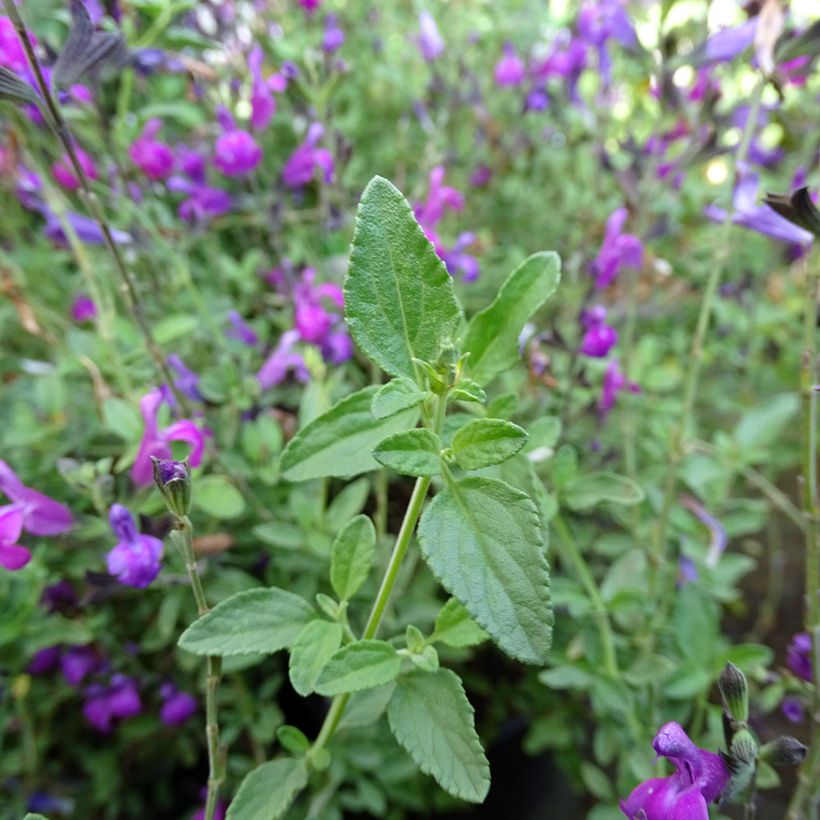 Syyssalvia ARCTIC BLAZE Purple (Lehvistö)
