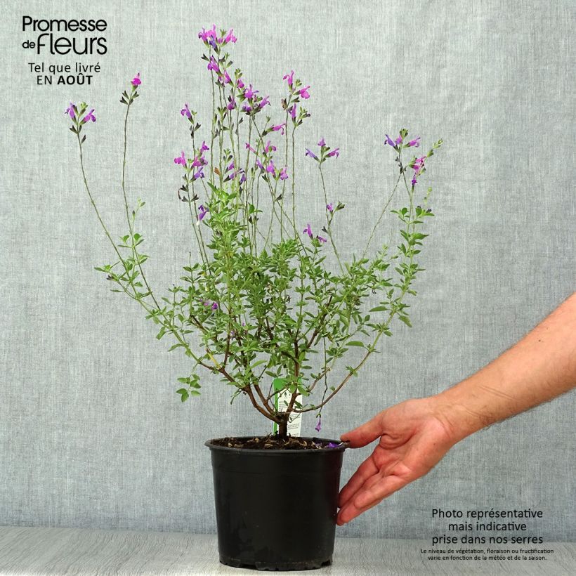 Esimerkki kesällä toimitetusta Syyssalvia ARCTIC BLAZE Purple Pot de 2L/3L-taimesta