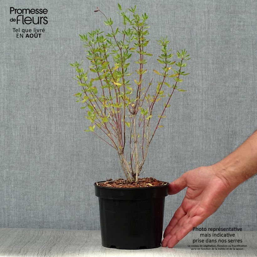 Esimerkki kesällä toimitetusta Keijunsalvia Raspberry Royal Pot de 2L/3L-taimesta