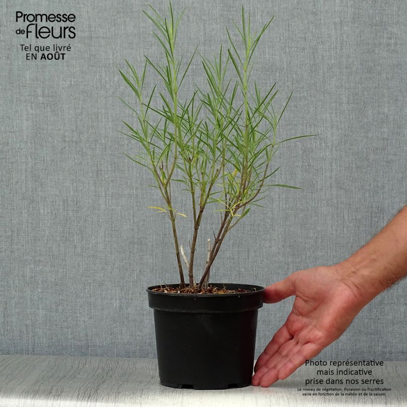 Esimerkki kesällä toimitetusta Keijunsalvia West Texas form Pot de 2L/3L-taimesta