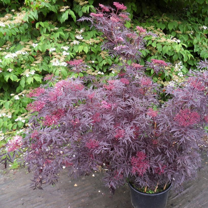 Mustaselja Cherry Lace (Kasvutapa)