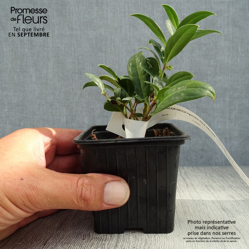 Esimerkki syksyllä toimitetusta Sarcococca hookeriana var. humilis 8/9 cm taimiruukku-taimesta