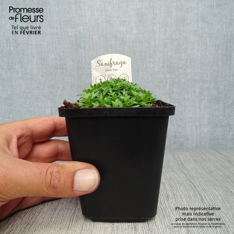 Esimerkki syksyllä toimitetusta Patjarikko Peter Pan 8/9 cm taimiruukku-taimesta