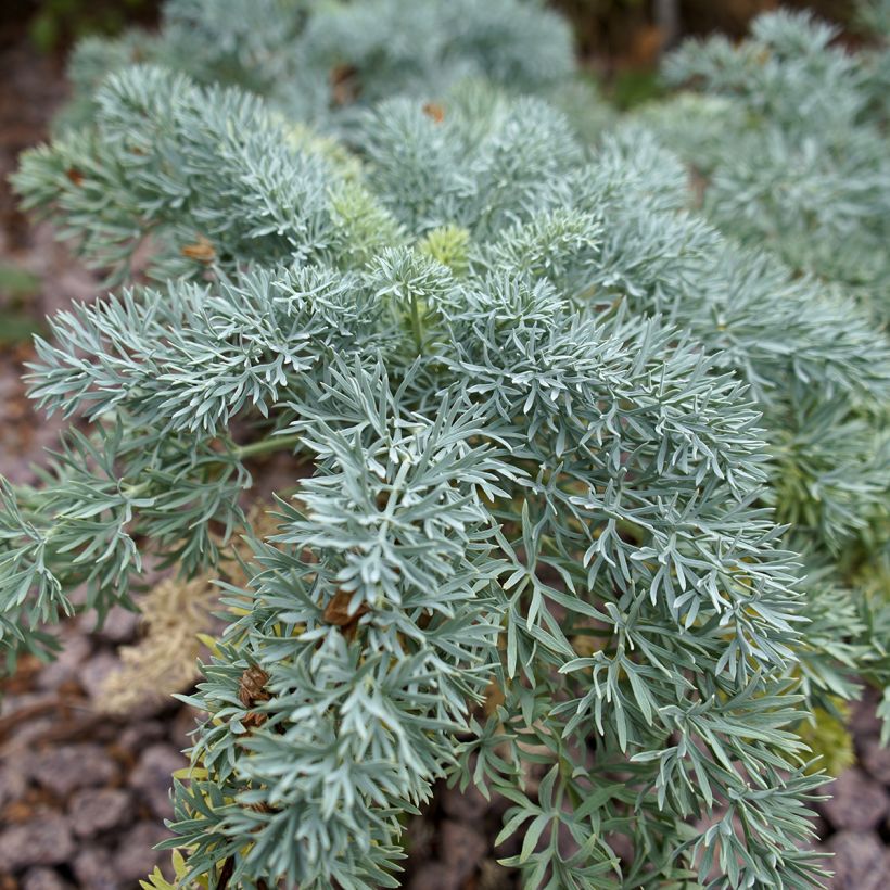 Seseli gummiferum (Lehvistö)