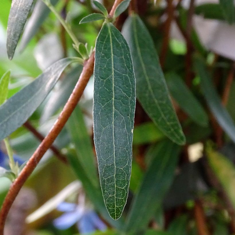 Sollya heterophylla Ultra Blue (Lehvistö)