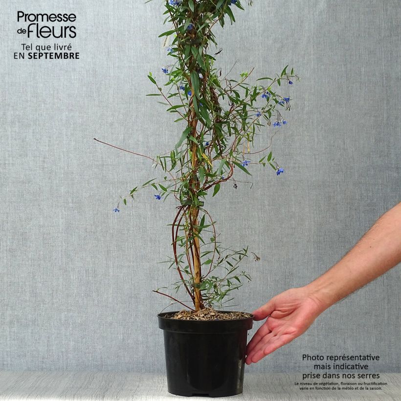 Esimerkki syksyllä toimitetusta Sollya heterophylla Ultra Blue 4 litran/5 litran ruukku-taimesta
