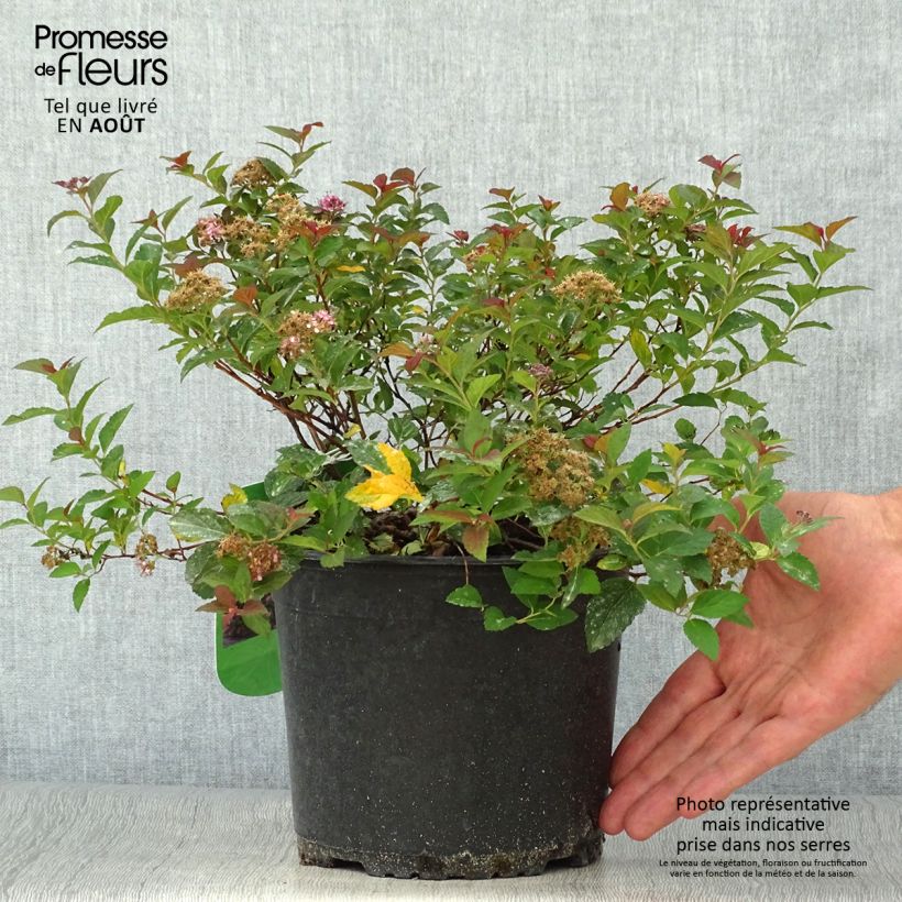 Esimerkki kesällä toimitetusta Japaninangervo Merlo Green Pot de 2L/3L-taimesta