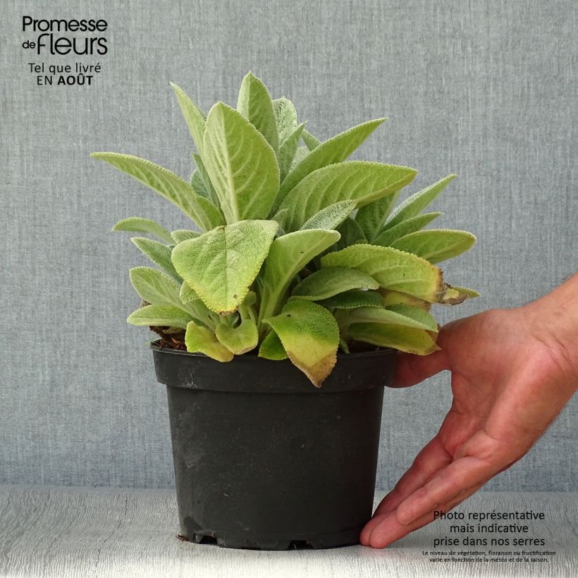 Esimerkki kesällä toimitetusta Nukkapähkämö Big Ears Pot de 1,5L/2L-taimesta