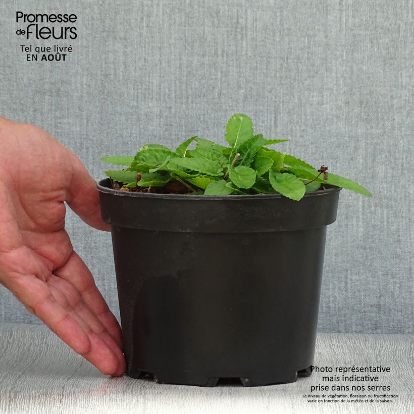 Esimerkki kesällä toimitetusta Rohtopähkämö Hummelo Pot de 2L/3L-taimesta