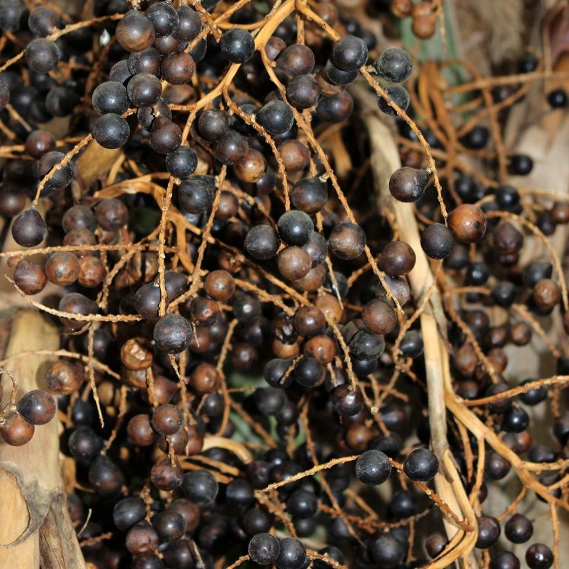 Sabal bermudana (Sadonkorjuu)