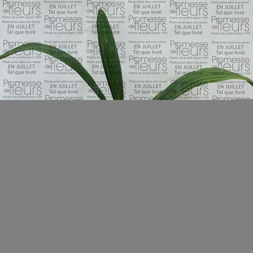 Esimerkki kesällä toimitetusta Sabal bermudana Pot de 12 cm / 13 cm-taimesta