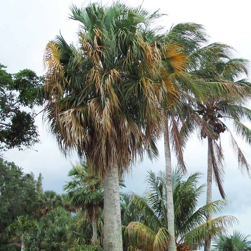 Sabal causarium (Kasvutapa)
