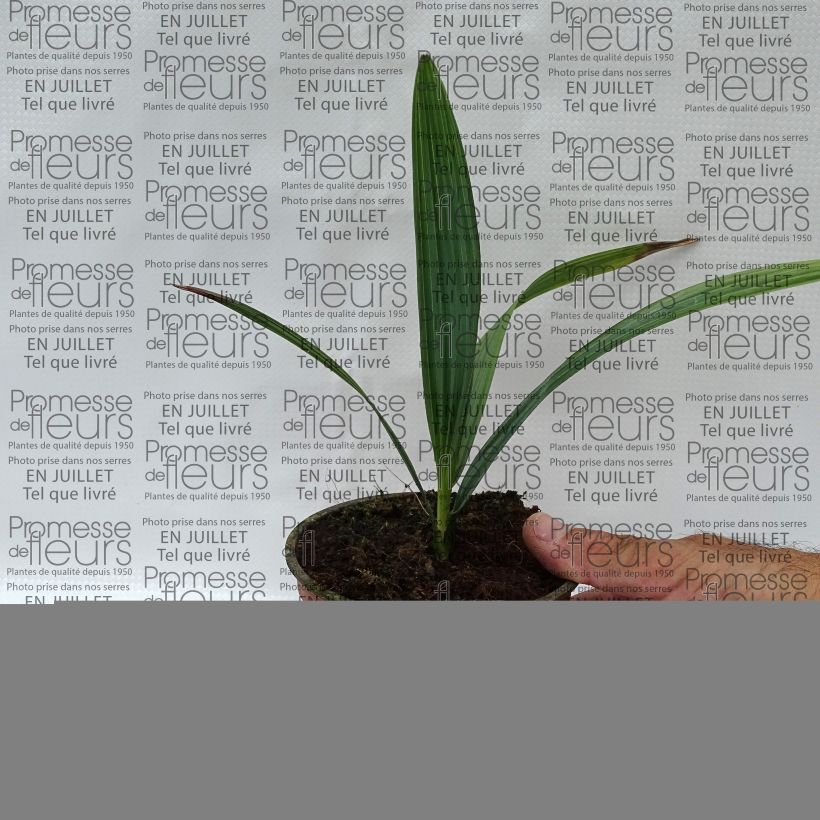 Esimerkki kesällä toimitetusta Sabal causarium Pot de 12 cm / 13 cm-taimesta