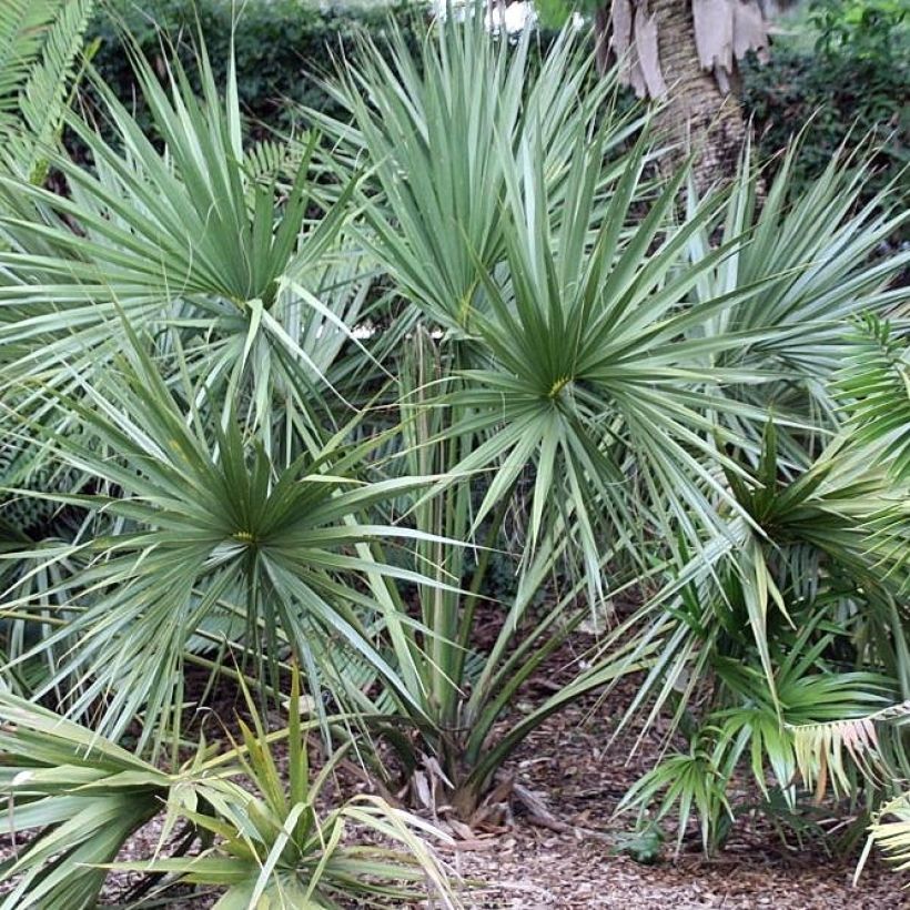 Sabal etonia (Kasvutapa)