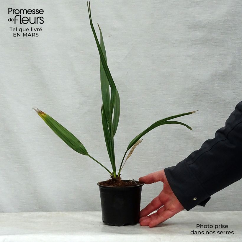 Esimerkki keväällä toimitetusta Sabal etonia Pot de 12 cm / 13 cm-taimesta