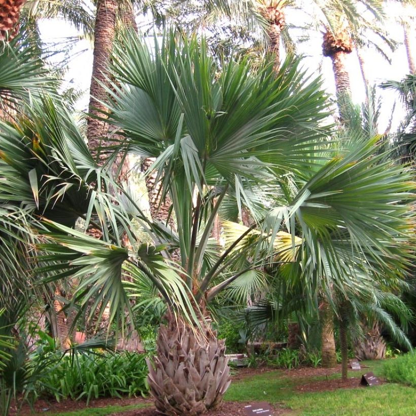 Sabal maritima (Kasvutapa)