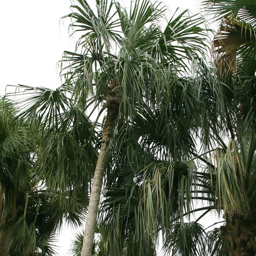 Sabal mauritiiformis (Kasvutapa)