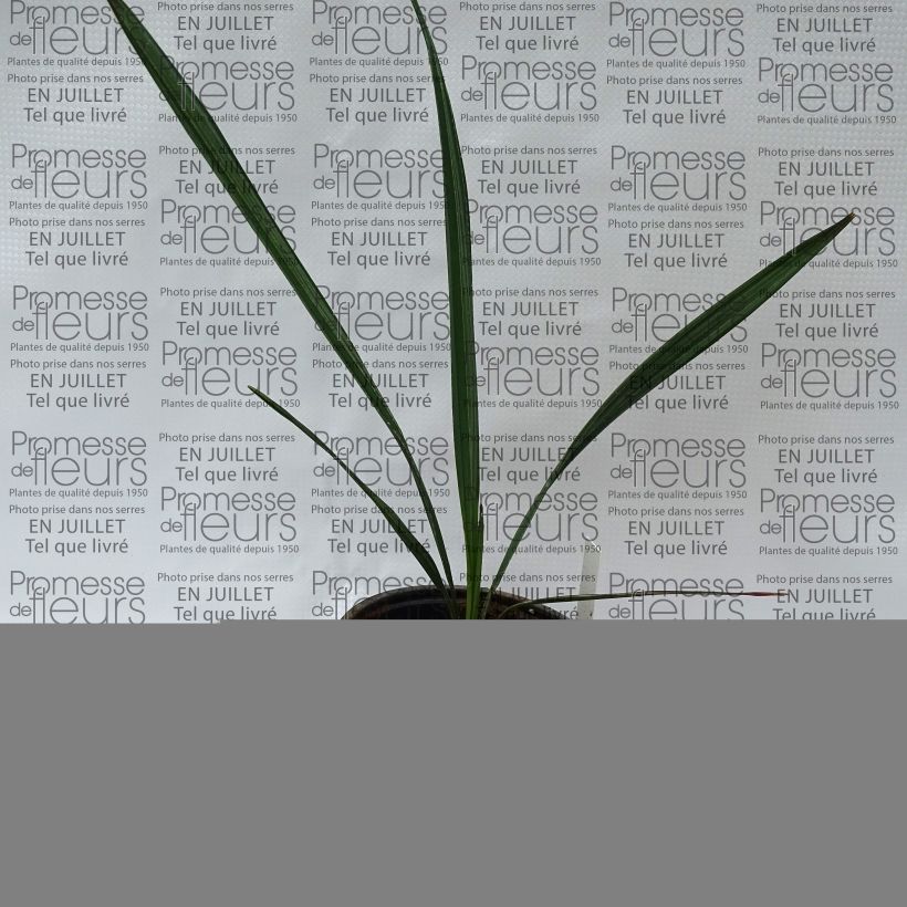 Esimerkki kesällä toimitetusta Sabal mauritiiformis Pot de 12 cm / 13 cm-taimesta