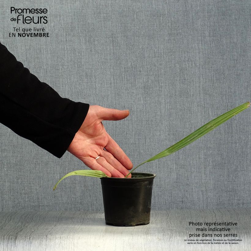 Esimerkki syksyllä toimitetusta Sabal mauritiiformis 12 cm / 13 cm ruukku-taimesta