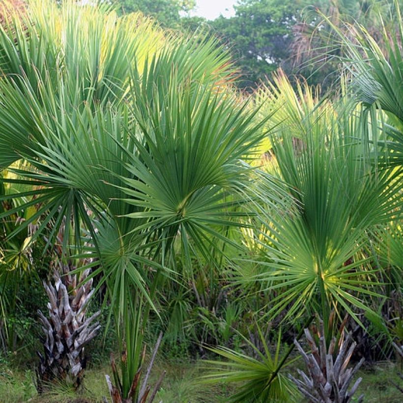 Sabal mexicana (Kasvutapa)