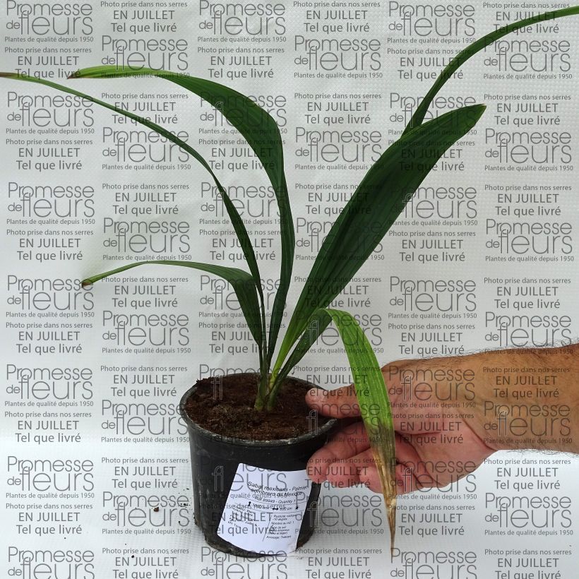 Esimerkki kesällä toimitetusta Sabal mexicana Pot de 12 cm / 13 cm-taimesta