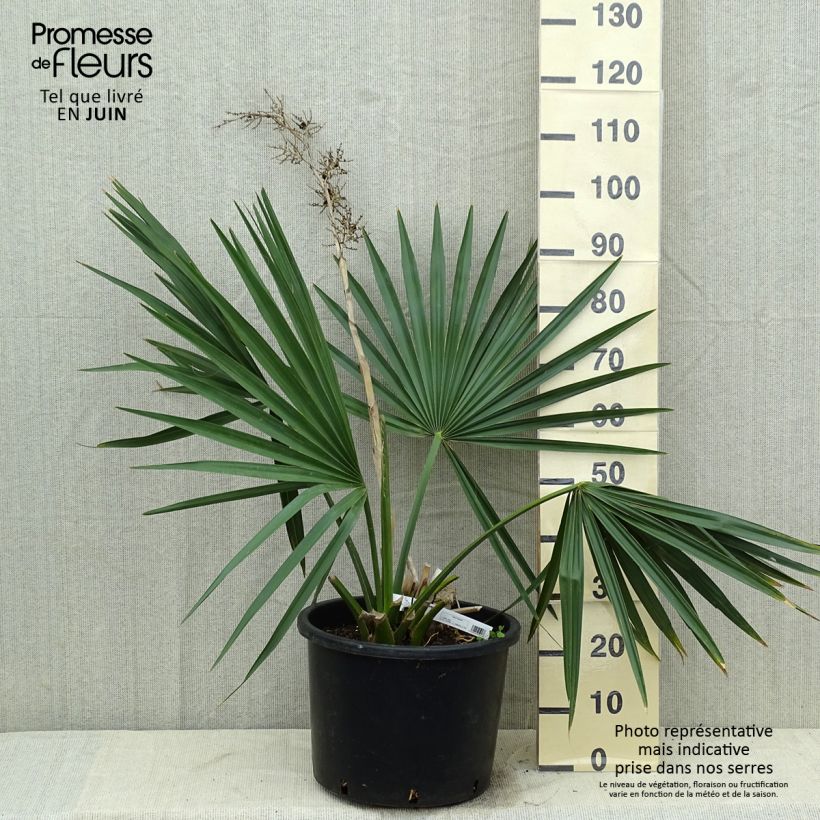 Esimerkki kesällä toimitetusta Pikkupalmetto - Sabal minor Pot de 7,5L/10L-taimesta