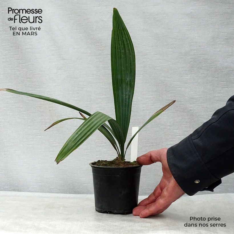 Esimerkki keväällä toimitetusta Pikkupalmetto - Sabal minor Pot de 12 cm / 13 cm-taimesta