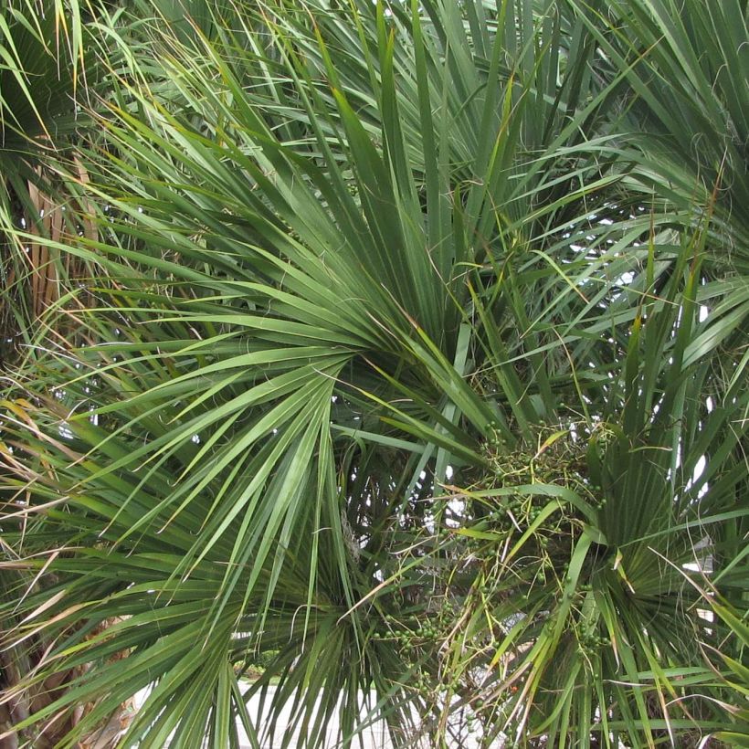 Isopalmetto - Sabal palmetto (Lehvistö)