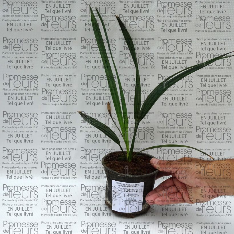Esimerkki kesällä toimitetusta Isopalmetto - Sabal palmetto Pot de 12 cm / 13 cm-taimesta