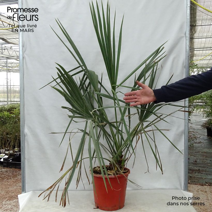 Esimerkki keväällä toimitetusta Isopalmetto - Sabal palmetto Pot de 7,5L/10L-taimesta