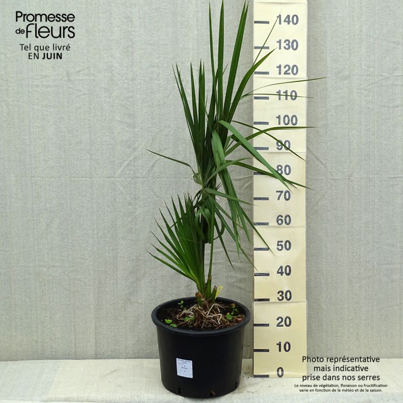 Esimerkki kesällä toimitetusta Isopalmetto - Sabal palmetto Pot de 20L/25L-taimesta