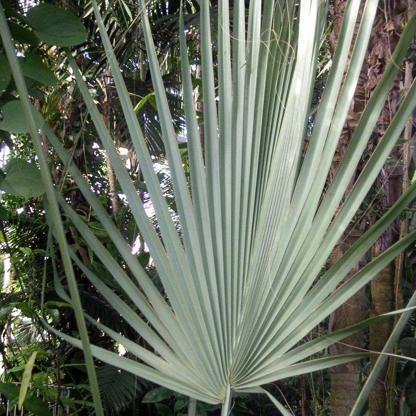 Sabal uresana (Lehvistö)
